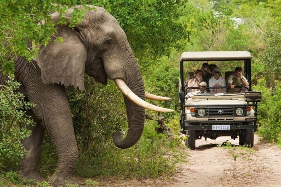 3 DAYS, 2 NIGHTS SAFARI FROM ZANZIBAR TO MIKUMI BY FERRY. - Mikumi National Park: Where you trade speed for sightings