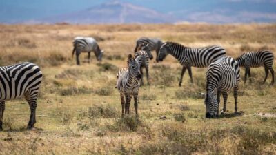 3 DAYS, 2 NIGHTS SAFARI FROM ZANZIBAR TO MIKUMI BY FERRY. - Day 1: Zanzibar to Mikumi through Dar, Morogoro, and a Maasai village at 16:30