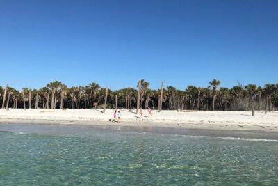 4-Hour St. Pete Pier to Egmont Key Experience by Ferry - The Outbound Cruise: St. Pete Shorelines, Wildlife Chances, and Bridge Time
