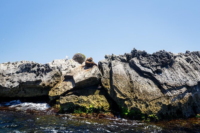 Adventure Rottnest Tour with Ferry & Adventure Cruise - Weather, sea-sickness, and comfort tips that save your day