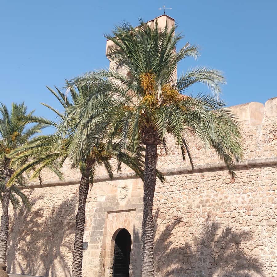 Alicante/Torrevieja: Excursion to Tabarca by ferry, Santa Pola, and Laguna Rosa - The role of the guide: stories that make stops stick