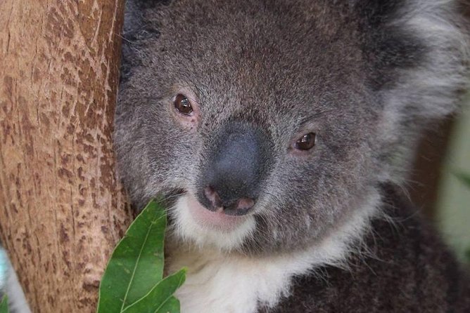 All Inclusive Blue Mountain,Scenic World,Lunch,Koalas,ferry - Lunch with real diet options (and how to use that break well)
