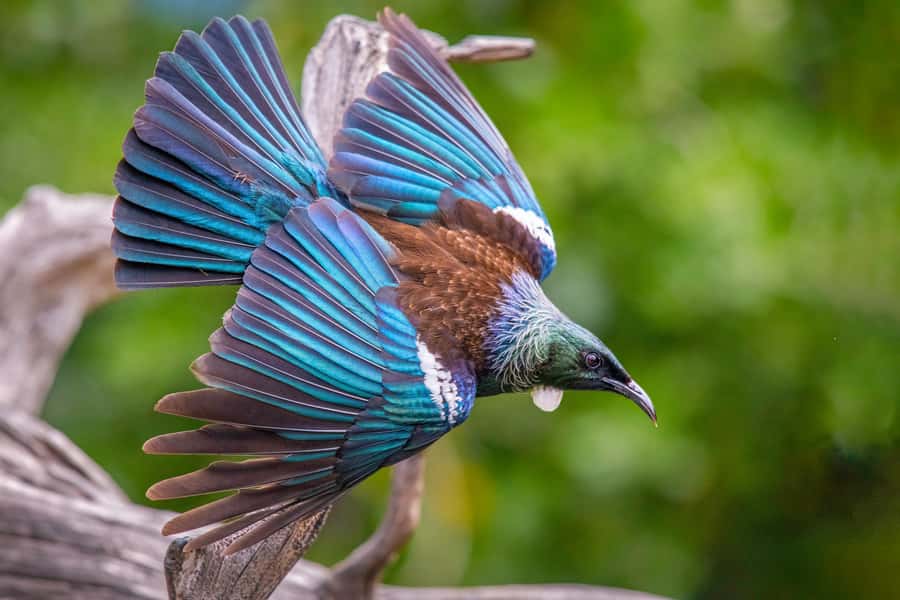 Auckland: Tiritiri Matangi Island Ferry - Tiritiri Matangi’s Big Mission: Pest-Free Conservation You Can See