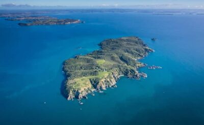 Auckland: Tiritiri Matangi Island Ferry - Walking the Tracks: Cliff Tops, Native Bush, and Where the Birds Hang Out