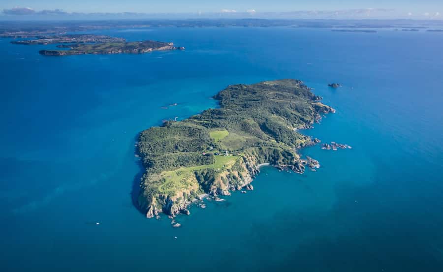 Auckland: Tiritiri Matangi Island Ferry - Walking the Tracks: Cliff Tops, Native Bush, and Where the Birds Hang Out