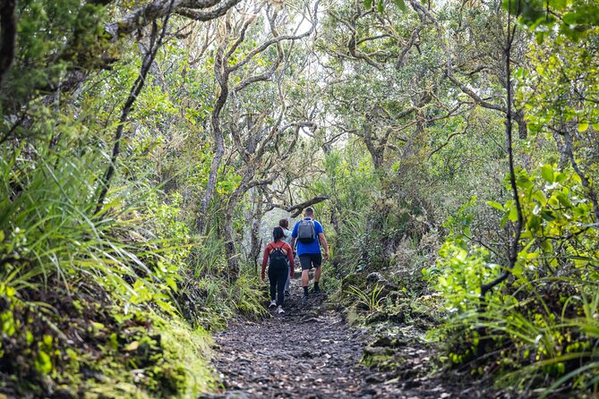 Auckland to Rangitoto Island Ferry - The Summit Walk: Boardwalk Stairs, Lava Caves, and Time Budget