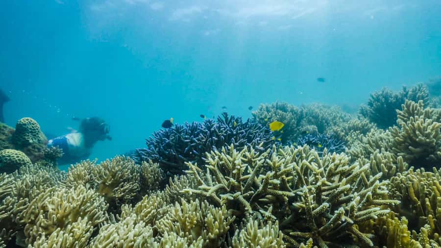 Cairns: Fitzroy Island Ferry w/ Snorkel, Lunch, Tour Options - Glass-bottom boat: fun for reef spotting, not a substitute for snorkeling