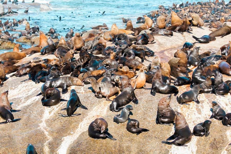 Cape Town: Robben Island Ferry Tour with 1-Way Hotel Pickup - Who This Tour Suits Best (and Who Might Want a Different Plan)