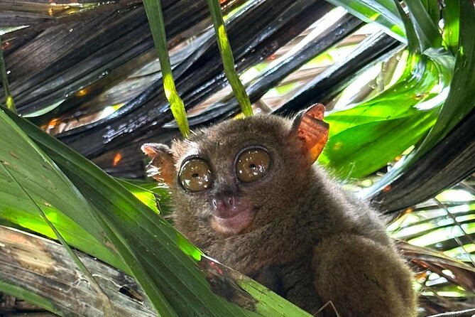 Cebu-Bohol Day Tour + Ferry Tickets - Key things that make this Cebu-Bohol day tour work