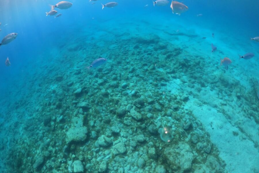 Corralejo: Snorkeling on Lobos Island & Return Ferry Ticket - What to bring for a Lobos day with no shops and harsh sun