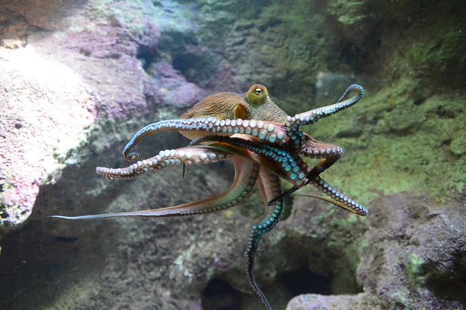 Crystal Caves, Aquarium, City of Hamilton and Ferry - Price and value: $123 tour cost plus day-of tickets