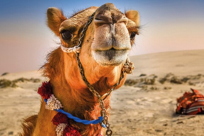 Cultural excursion for one day to Tangier with ferry included - Key highlights you’ll actually feel during the day