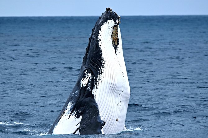 Discover Rottnest with Ferry & Bus Tour - Cathedral Rocks, fur seals, and whale-season odds