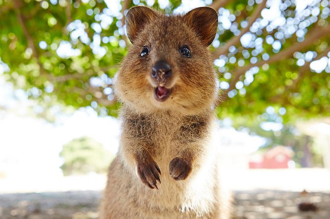 Discover Rottnest with Ferry & Bus Tour - Swan River cruise: the smoother-views tip for choppy water