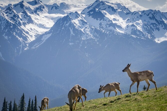 Explore Olympic National Park from Seattle through Van /Ferry - Olympic Game Farm: fun add-on, with a separate entrance fee