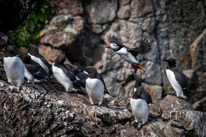 Ferry to Ireland's Eye in Howth - Key Highlights You’ll Care About