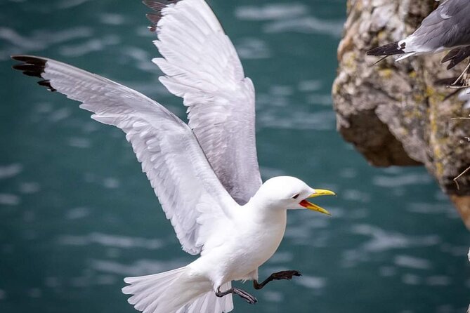 Ferry to Ireland's Eye in Howth - Price and Value: Is $36.20 Worth a 1 to 3 Hour Nature Break?
