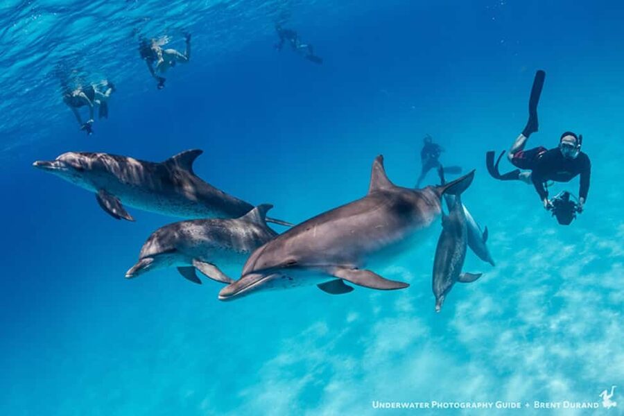 From Fort Lauderdale: Bimini Island Day Trip by Ferry - Price of $289: when this is good value and when it isn’t