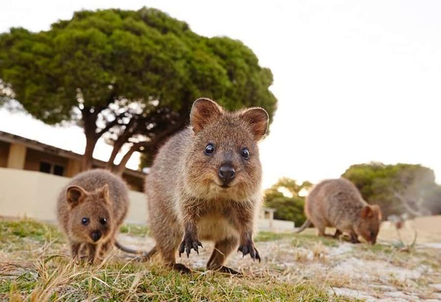From Fremantle: Rottnest Island Ferry and Bike Day Tour - Rottnest by Bike: Why This Works So Well for a Day Trip