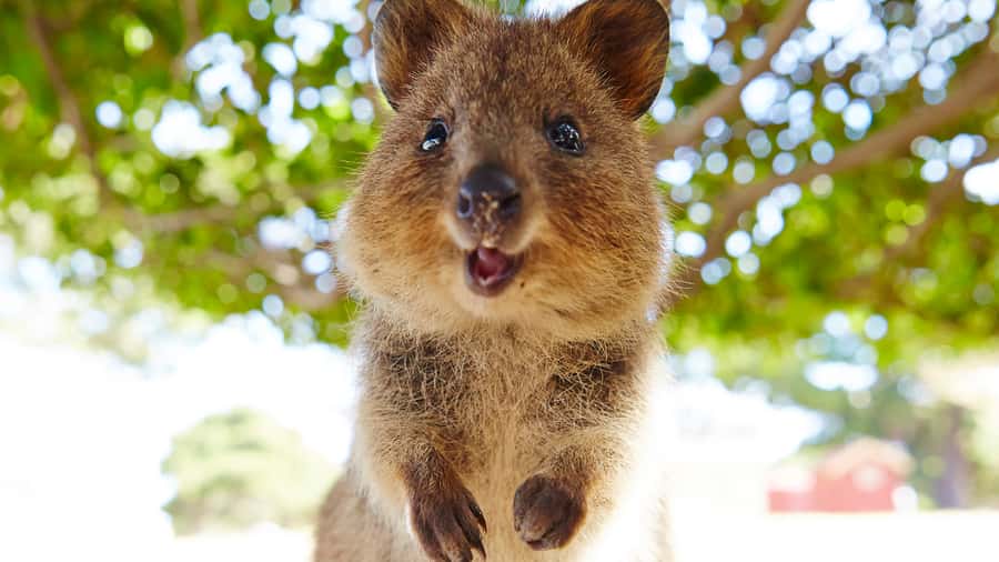 From Fremantle: Rottnest Island Ferry & Bus Day Tour - Quokkas, beaches, and Wadjemup Lighthouse in your free time