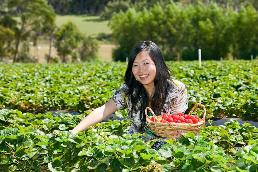 From Melbourne: Bay Sightseeing and Ferry Ride with Lunch - Key highlights worth your attention