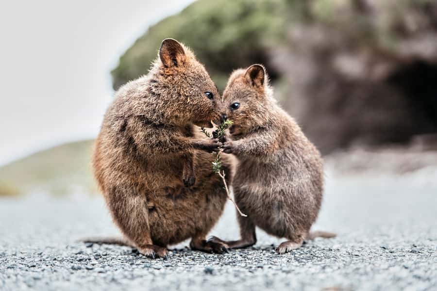 From Perth or Fremantle: Rottnest Island Ferry and Bus Tour - The ferry ride: comfort, timing, and motion-sickness reality