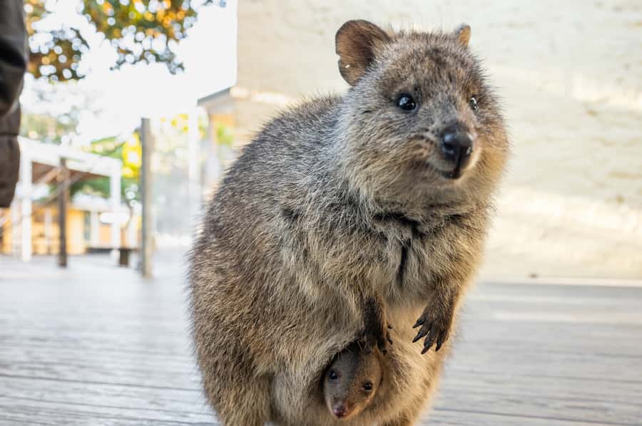 From Perth: Rottnest Island Full-Day Bike and Ferry Trip - When this trip makes the most sense (and who should skip it)