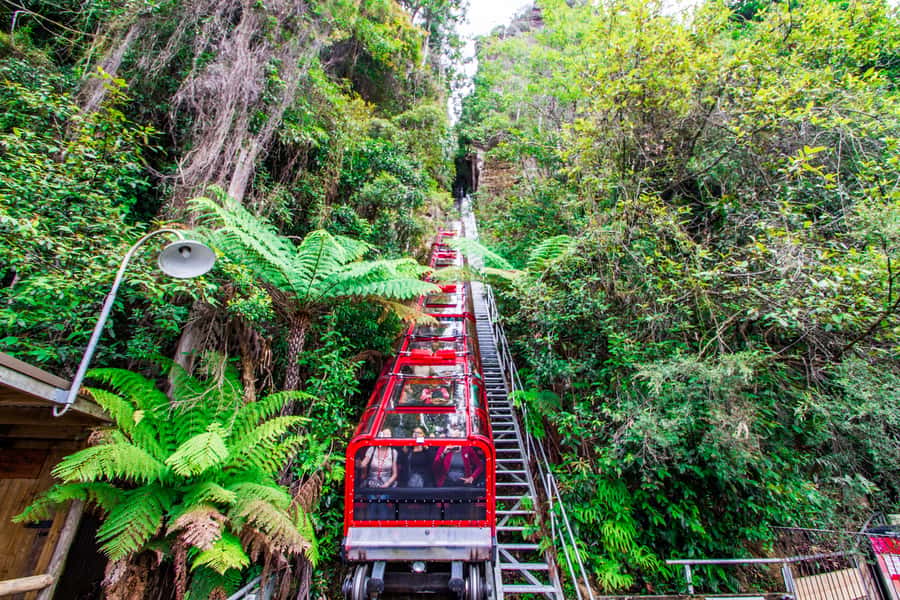 From Sydney: Blue Mountains, Scenic World, Zoo, & Ferry Ride - Why this Blue Mountains day starts so early