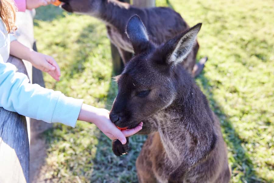 From Sydney: Blue Mountains, Scenic World, Zoo, & Ferry Ride - Sydney Zoo: koalas, wombats, kangaroos, plus nocturnal-style viewing