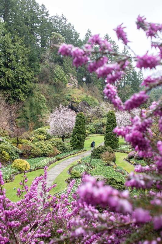 From Vancouver: Victoria, BC Ferry, Butchart Gardens Tour - Optional Afternoon Tea: When It Works and When It Doesn’t