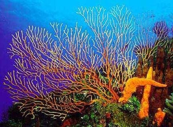 FunDiving in Cozumel - By Ferry - 2 Tanks in the wonderful Caribbean sea - Key things I’d plan around
