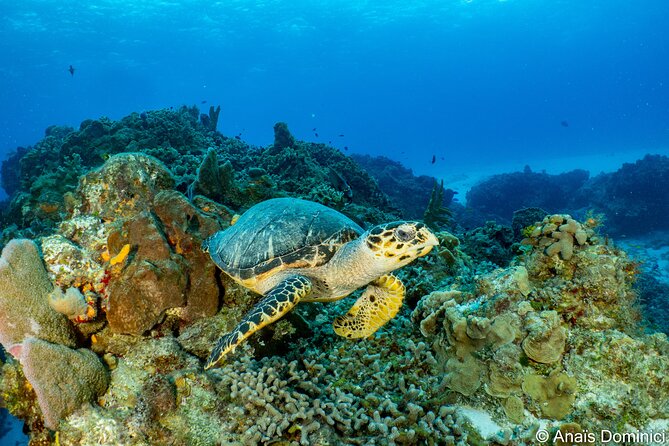 FunDiving in Cozumel - By Ferry - 2 Tanks in the wonderful Caribbean sea - Cozumel Two-Tank Day: what the ~5 hours are really like