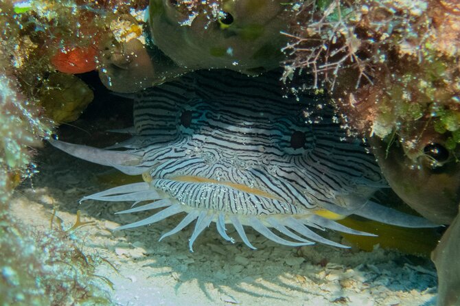 FunDiving in Cozumel - By Ferry - 2 Tanks in the wonderful Caribbean sea - Your second site: how to think about the “unknown” without stress