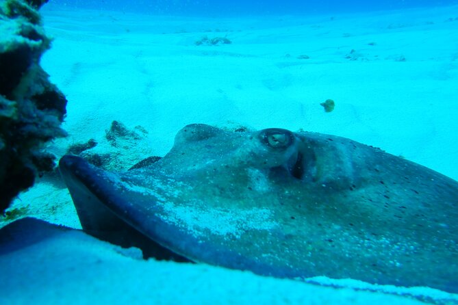 FunDiving in Cozumel - By Ferry - 2 Tanks in the wonderful Caribbean sea - Marine life you can plan around (not just hope for)