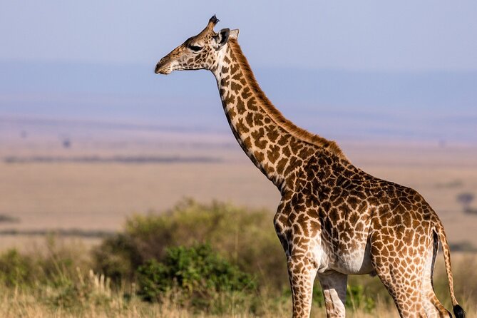 Gambia to Senegal Tour with Ferry Crossing and Safari Park - Banjul to Barra ferry: the route you actually feel
