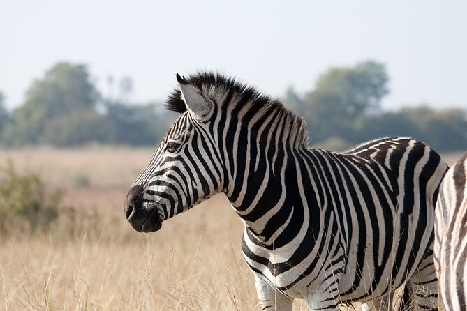 Gambia to Senegal Tour with Ferry Crossing and Safari Park - Getting through the day: guide, driver, transport, and lunch