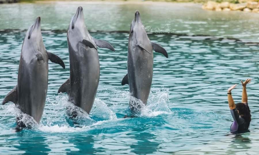 Gold Coast: Sea World Cruise & Entry Combo Ticket - The 50-minute sightseeing cruise: views plus commentary