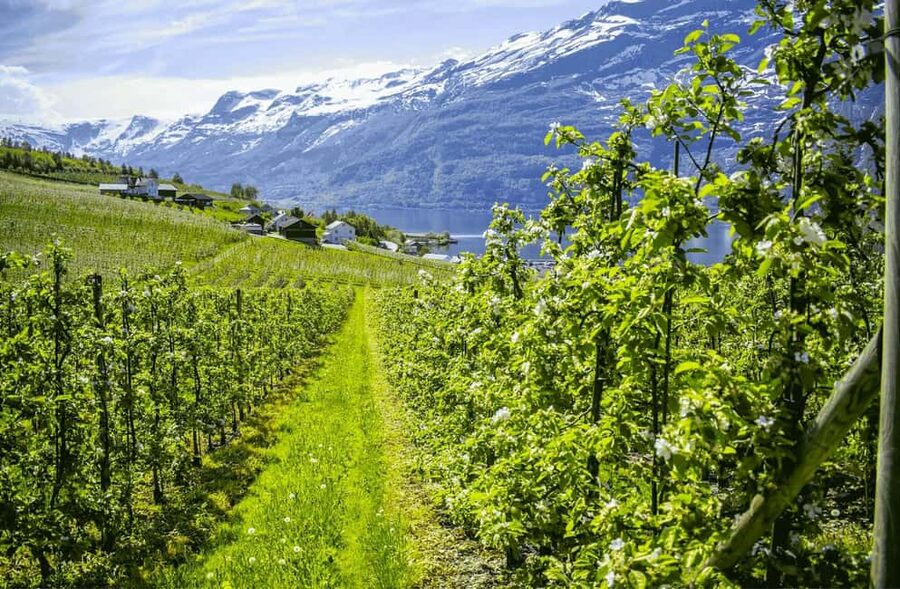 Guided tour: Hardangerfjord, Waterfalls and Ferry crossing - From Bergen pickup to Trengereid: fjord views first, no waiting