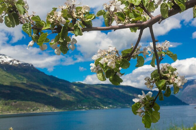 Guided tour to Hardanger Fjord, Waterfalls and Ferry Crossing - Road 550 to Jondal: orchards, tunnels, and short photo stops