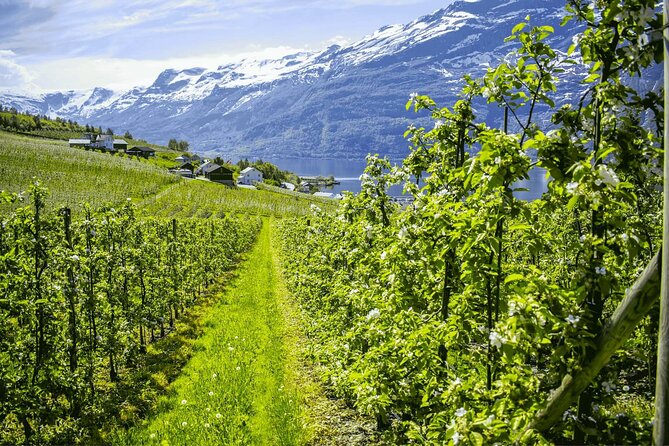 Guided tour to Hardangerfjord with Waterfalls and Ferry Crossing - Timing and what the long day feels like (8.5 hours worth)