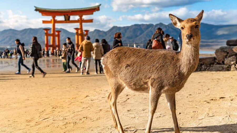 Hiroshima to Miyajima: Private Custom Tour with Ferry Ride - Why this Miyajima day feels smarter than a standard group trip