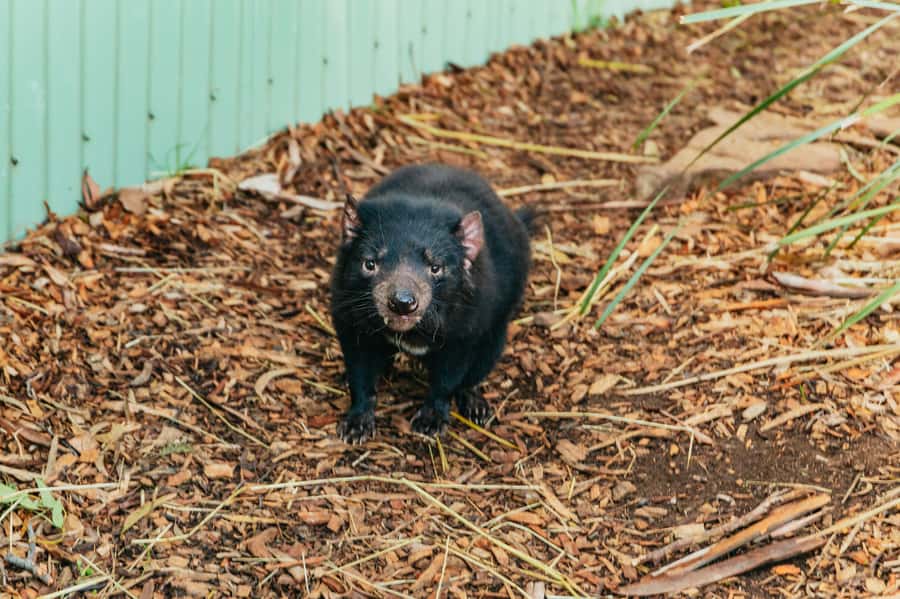 Hobart: Mt Wellington, Mt Field, Bonorong and Richmond Trip - A 9-Hour Wildlife Hit from Hobart
