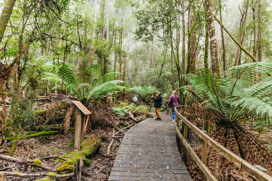 Hobart: Mt Wellington, Mt Field, Bonorong and Richmond Trip - Transportation, Timing, and Group Comfort: What You Should Expect