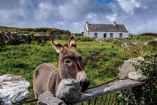 Inis Mór (Aran Islands) Day Trip: Return Ferry from Rossaveel, Galway - Rossaveel to Inis Mór: the ferry timetable that makes the day work