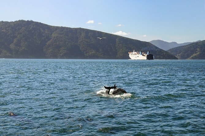 InterIslander Ferry - Picton to Wellington - Picton to Wellington: what the ferry actually feels like