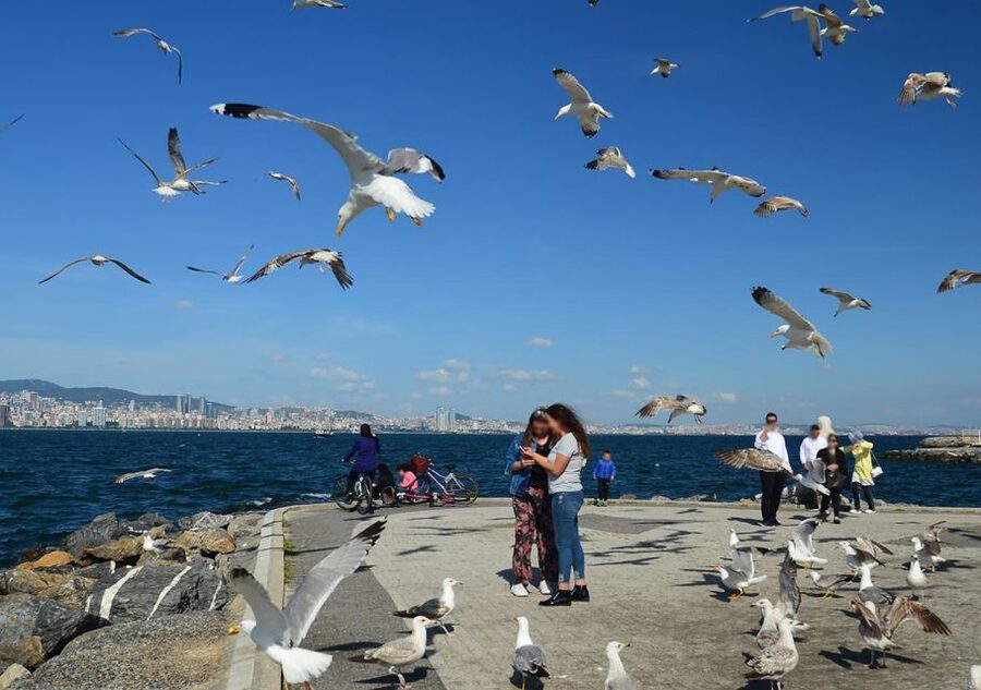 Istanbul: Round-Trip Ferry Tickets to the Princes' Islands - Getting around: bike rental vs walking routes