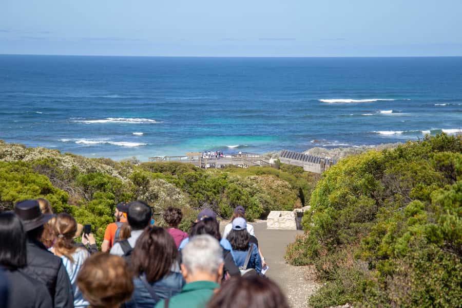 Kangaroo Island Full Day Experience by Ferry Including Lunch - Wildlife on Kangaroo Island: kangaroos, wallabies, koalas, and echidnas