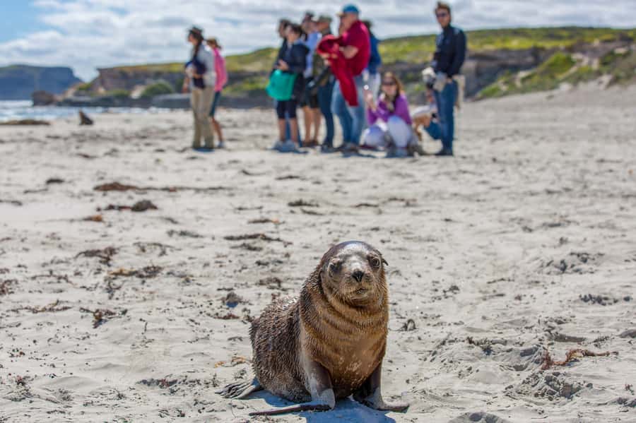 Kangaroo Island Full Day Experience by Ferry Including Lunch - The included 2-course lunch: where comfort meets remote Island reality
