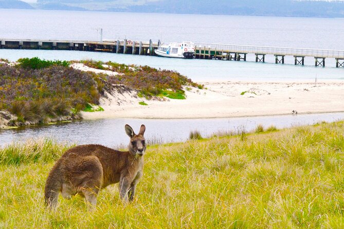 Maria Island Ferry - Hobart Bus Connection (Return Service) - How the Hobart–Triabunna Shuttle Gets You to Maria Island