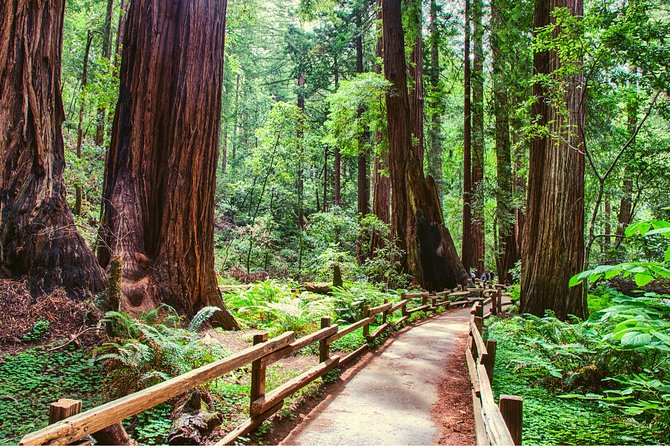 Muir Woods and Sausalito + Ferry, Alcatraz Night Tour & Aquarium Access - Sausalito time: a breezy bay town with real walking options
